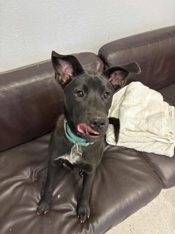 Enlarge Celeste, a Adoptable mixed breed in Van Nuys, CA image 3/6