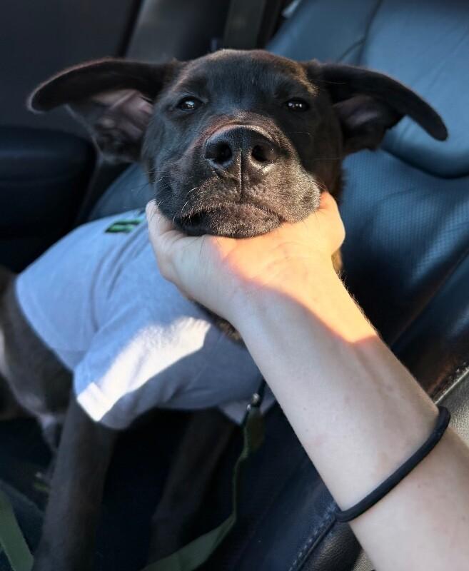 Enlarge Celeste, a Adoptable mixed breed in Van Nuys, CA image 4/6