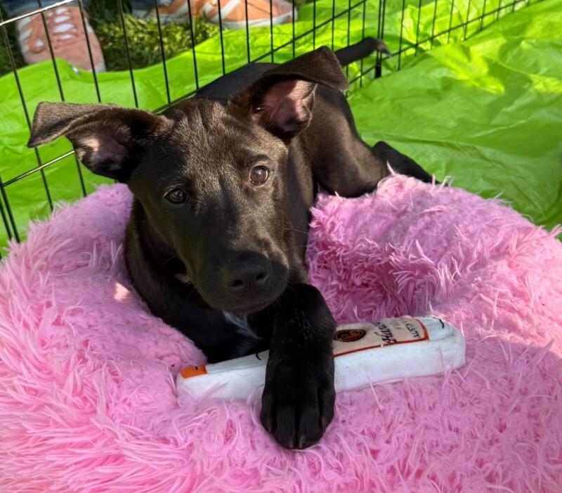 Celeste, a Adoptable mixed breed in Van Nuys, CA image 3/6