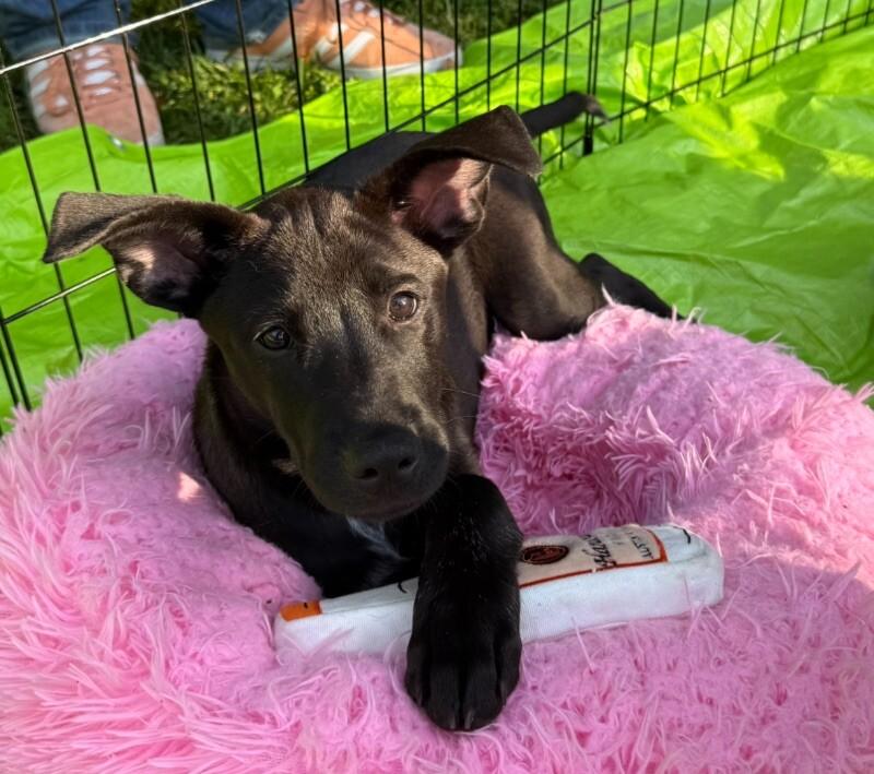 Celeste, a Adoptable mixed breed in Van Nuys, CA image 4/6