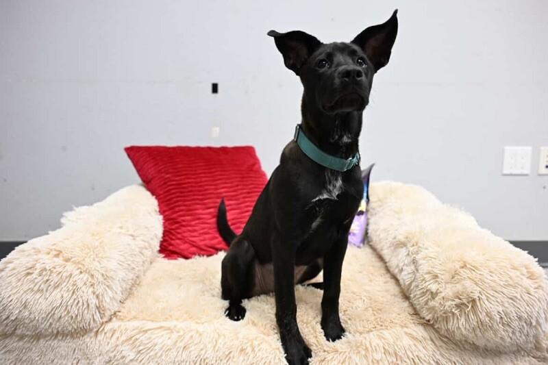 Celeste, a Adoptable mixed breed in Van Nuys, CA image 5/6