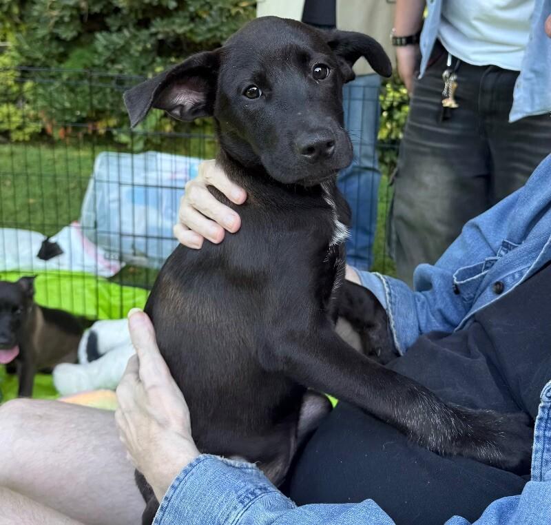 Celeste, a Adoptable mixed breed in Van Nuys, CA image 6/6