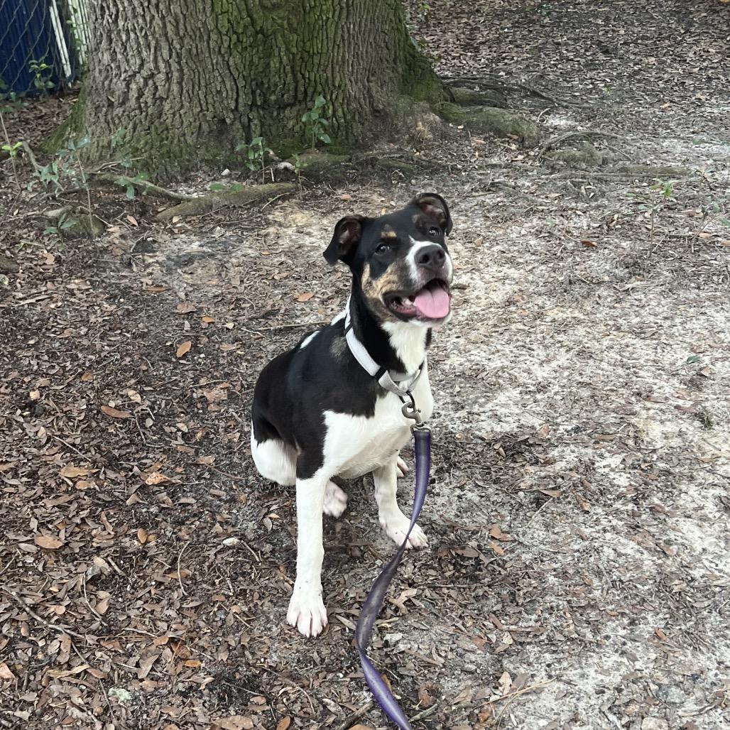 Mr. Twister, Adoptable, Young Male Mixed Breed.