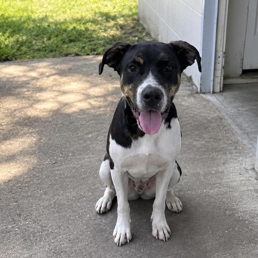 Enlarge Mr. Twister, a Adoptable Mixed Breed in Summerville, SC image 2/4