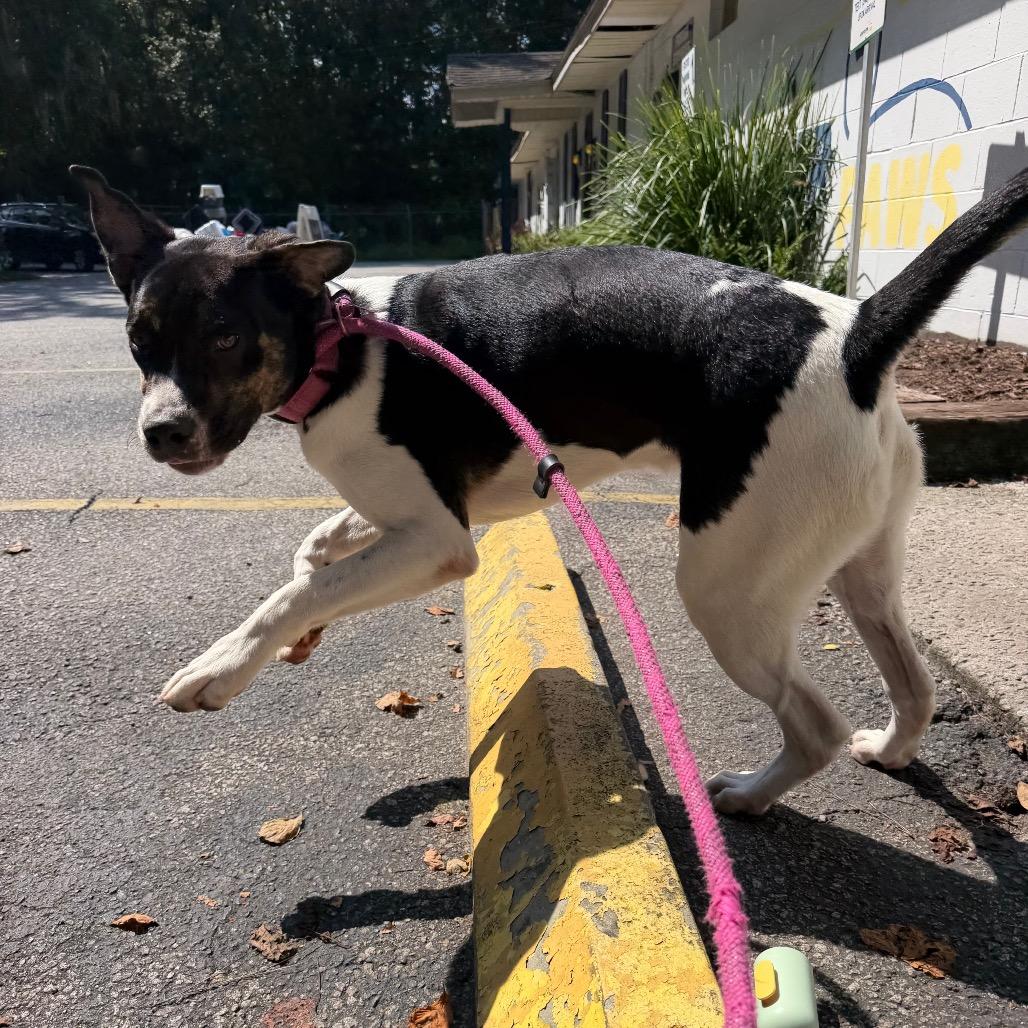 Enlarge Mr. Twister, a Adoptable Mixed Breed in Summerville, SC image 3/4