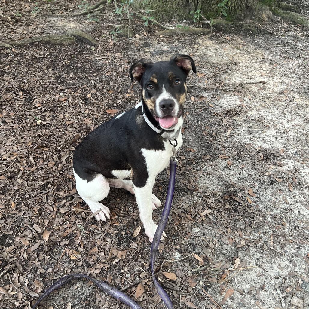 Enlarge Mr. Twister, a Adoptable Mixed Breed in Summerville, SC image 4/4