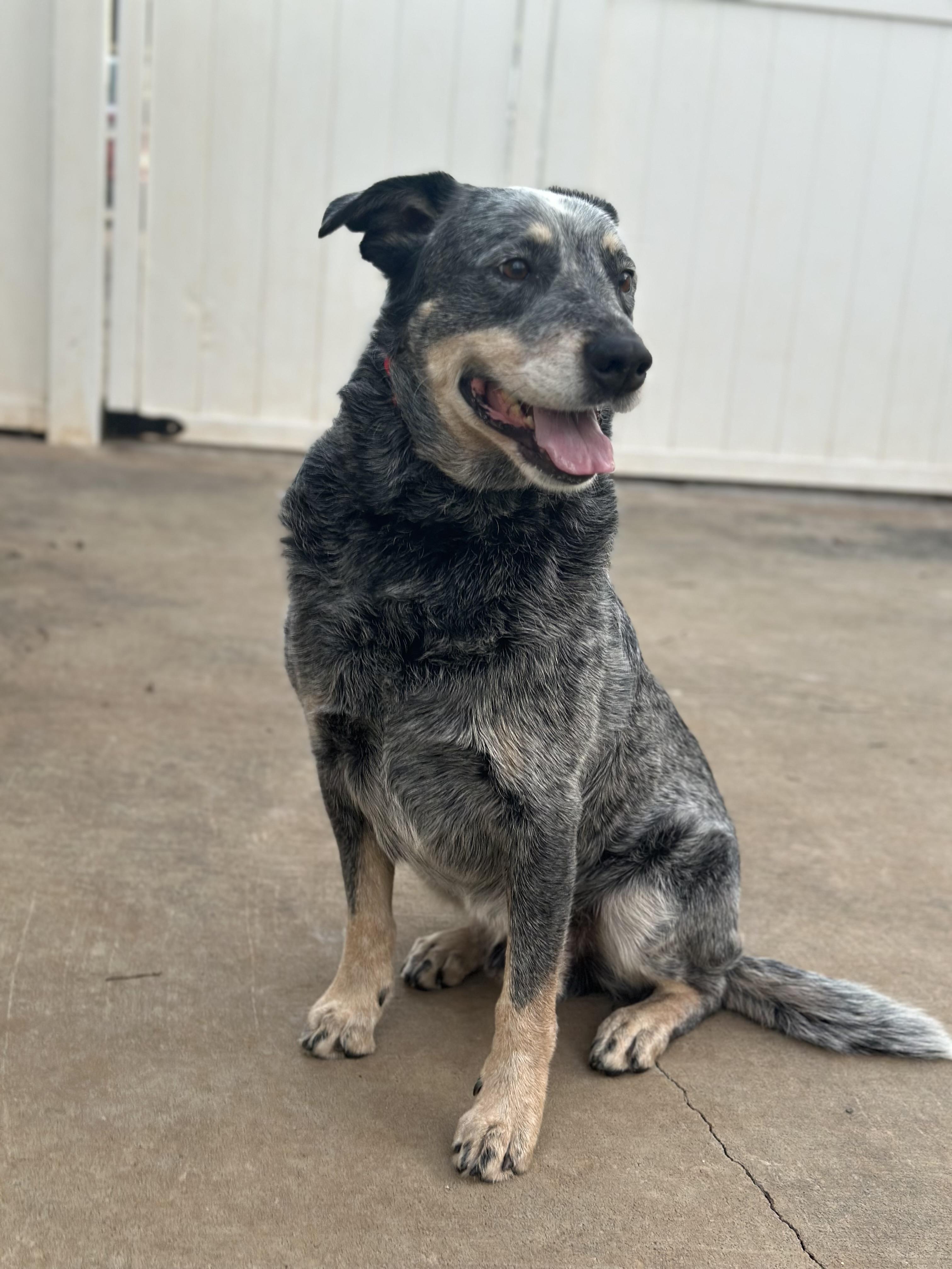 Enlarge Calum, a ADOPTABLE Australian Cattle Dog / Blue Heeler in Smyrna, TN image 2/2