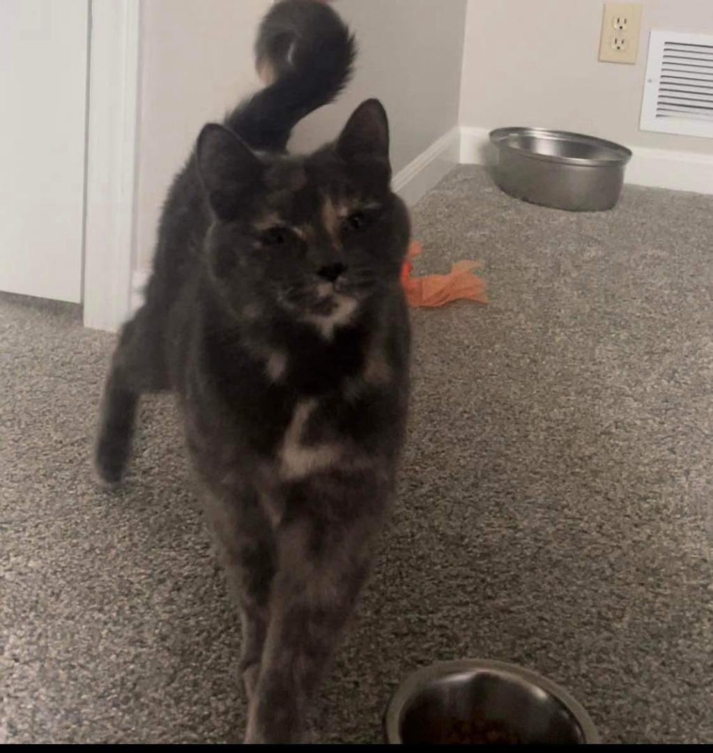 Cat for adoption Give Me A Ring, a Domestic Short Hair in Lees Summit