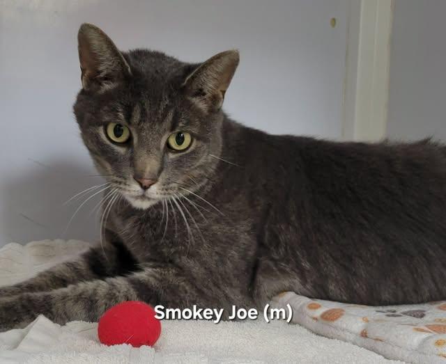 Smokey Joe