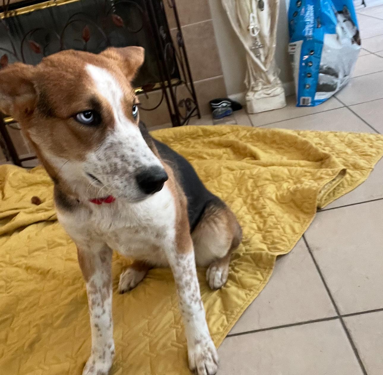 Poppy and Daisy, a ADOPTABLE Cattle Dog in Tarzana, CA image 2/5