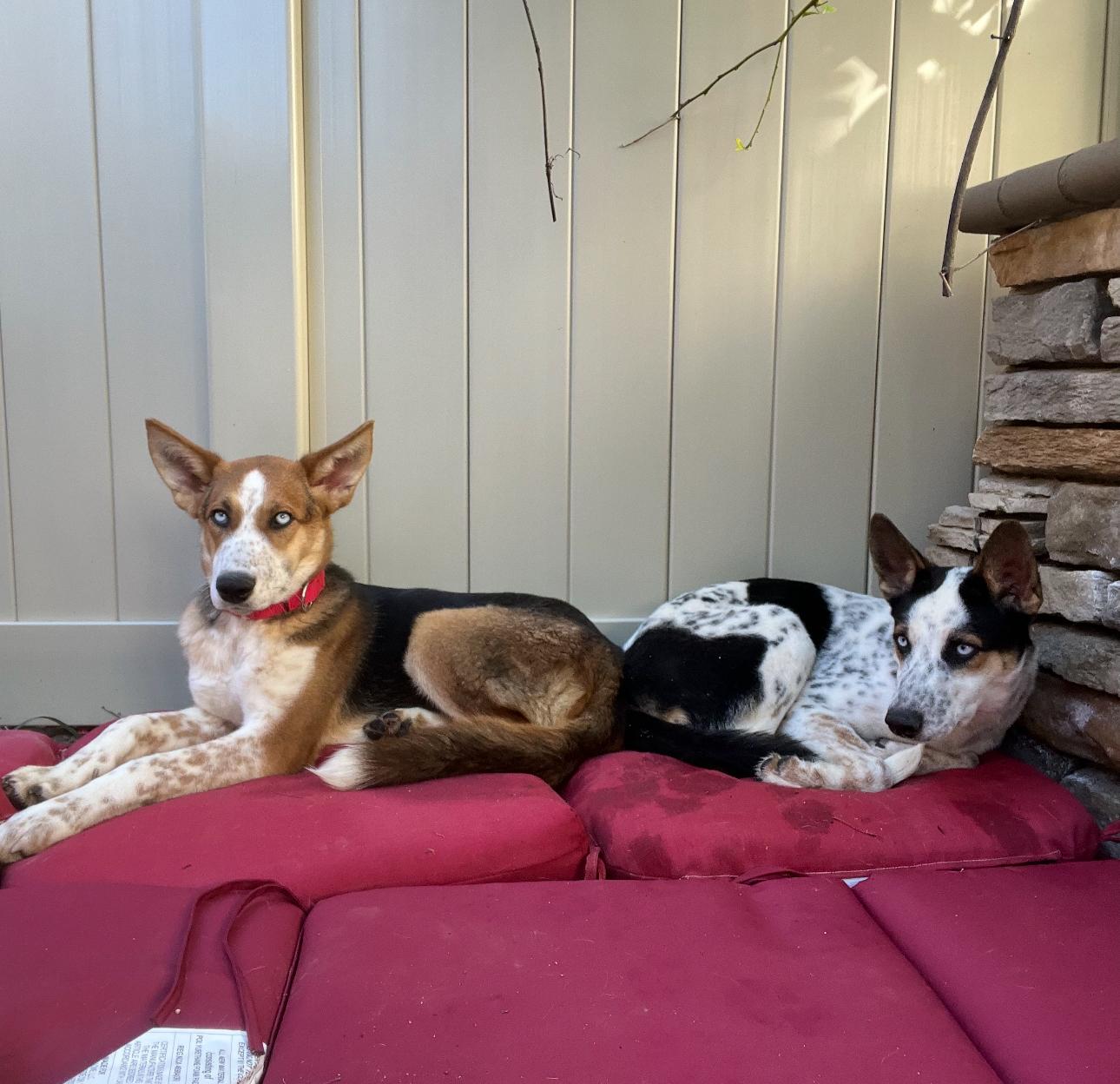 Poppy and Daisy, a ADOPTABLE Cattle Dog in Tarzana, CA image 1/5