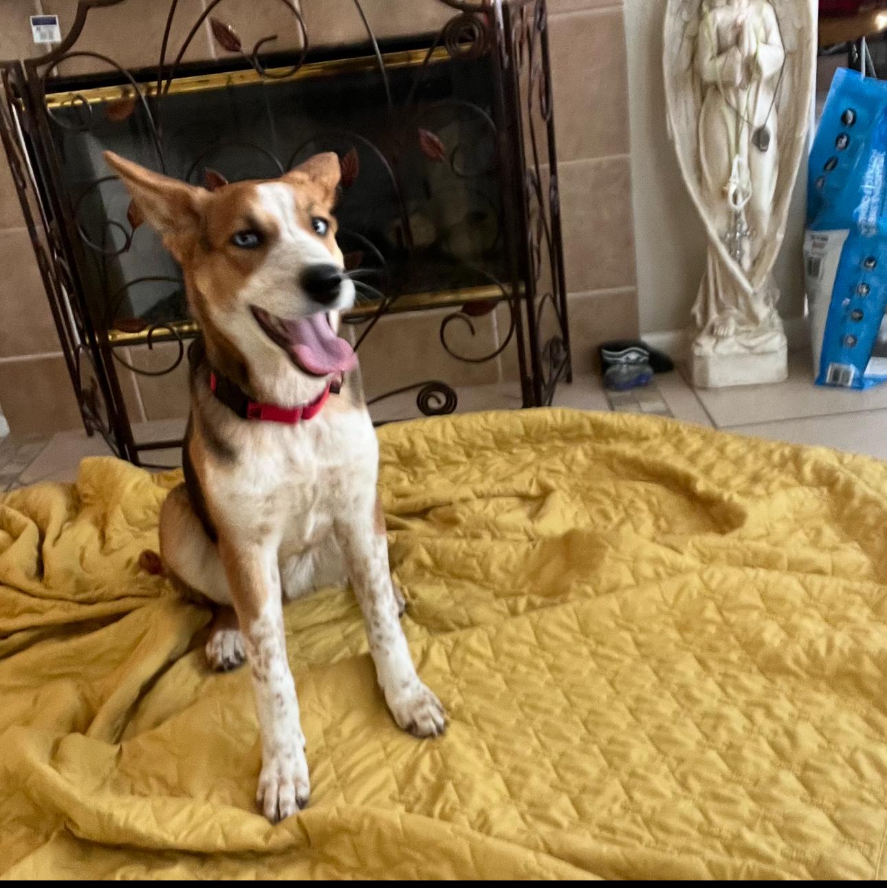 Poppy and Daisy, a ADOPTABLE Cattle Dog in Tarzana, CA image 5/5