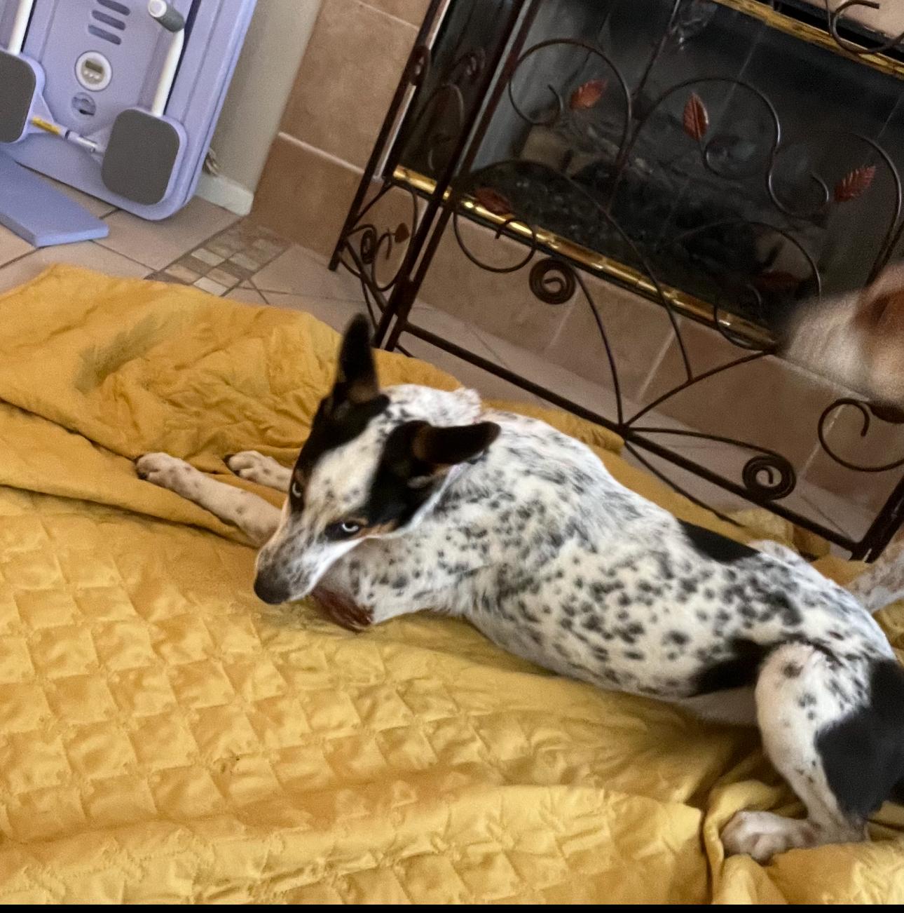 Poppy and Daisy, a ADOPTABLE Cattle Dog in Tarzana, CA image 3/5
