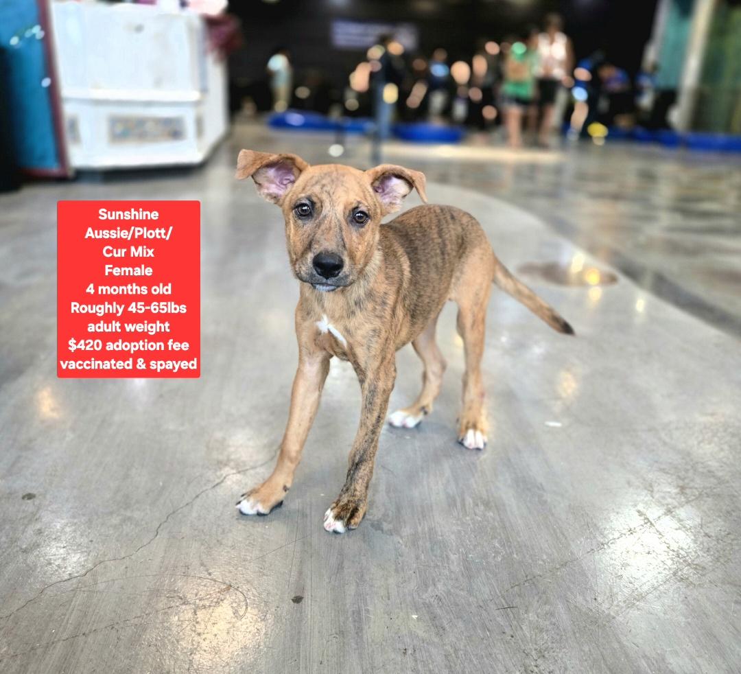 Walking Sunshine, Adoptable, Puppy Female Black Mouth Cur & Australian Shepherd.