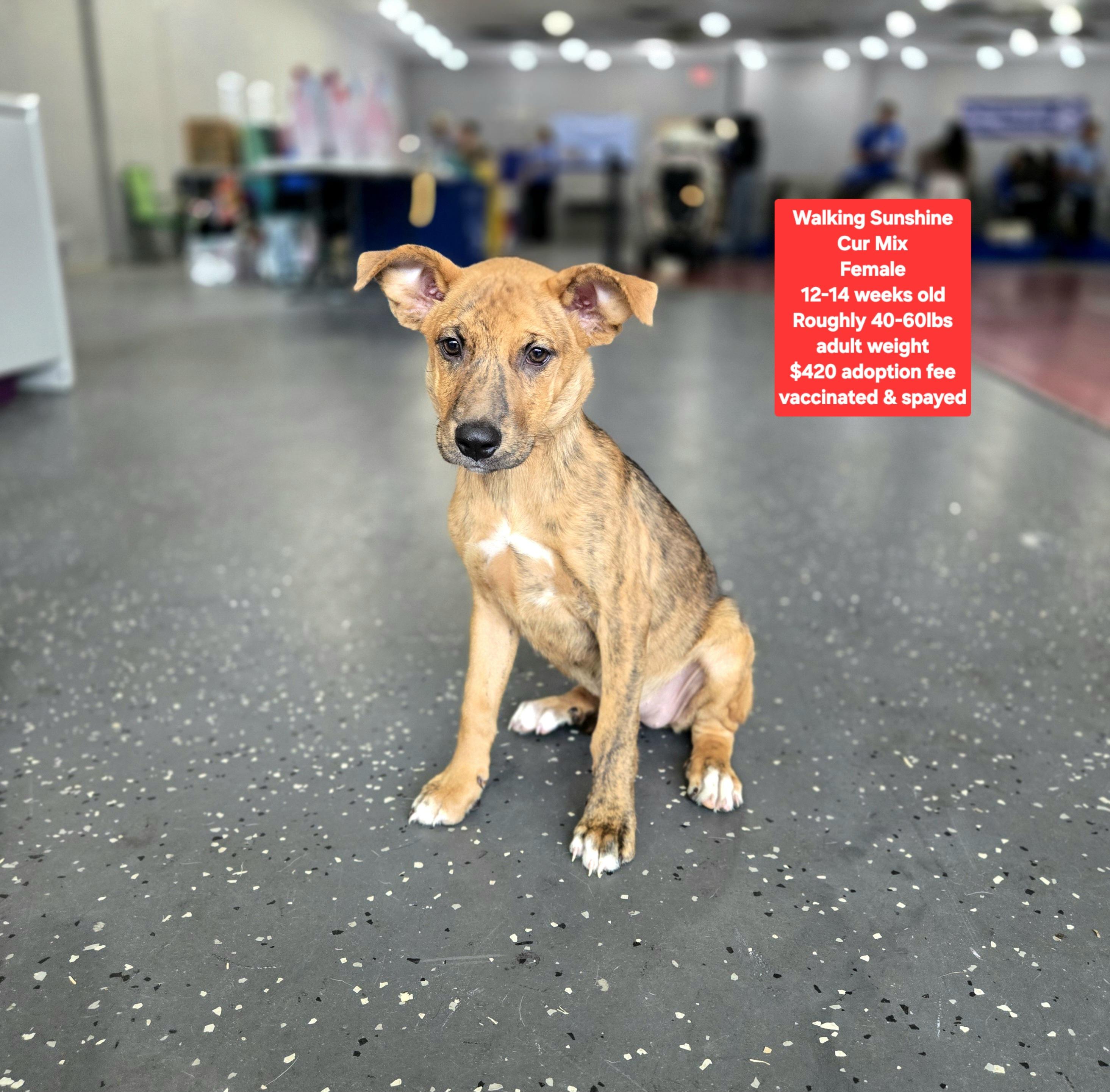 Walking Sunshine, Adoptable, Puppy Female Black Mouth Cur.