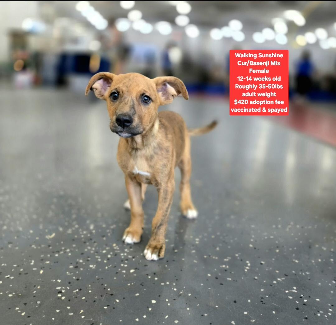 Walking Sunshine, ADOPTABLE, Puppy Female Basenji & Black Mouth Cur.