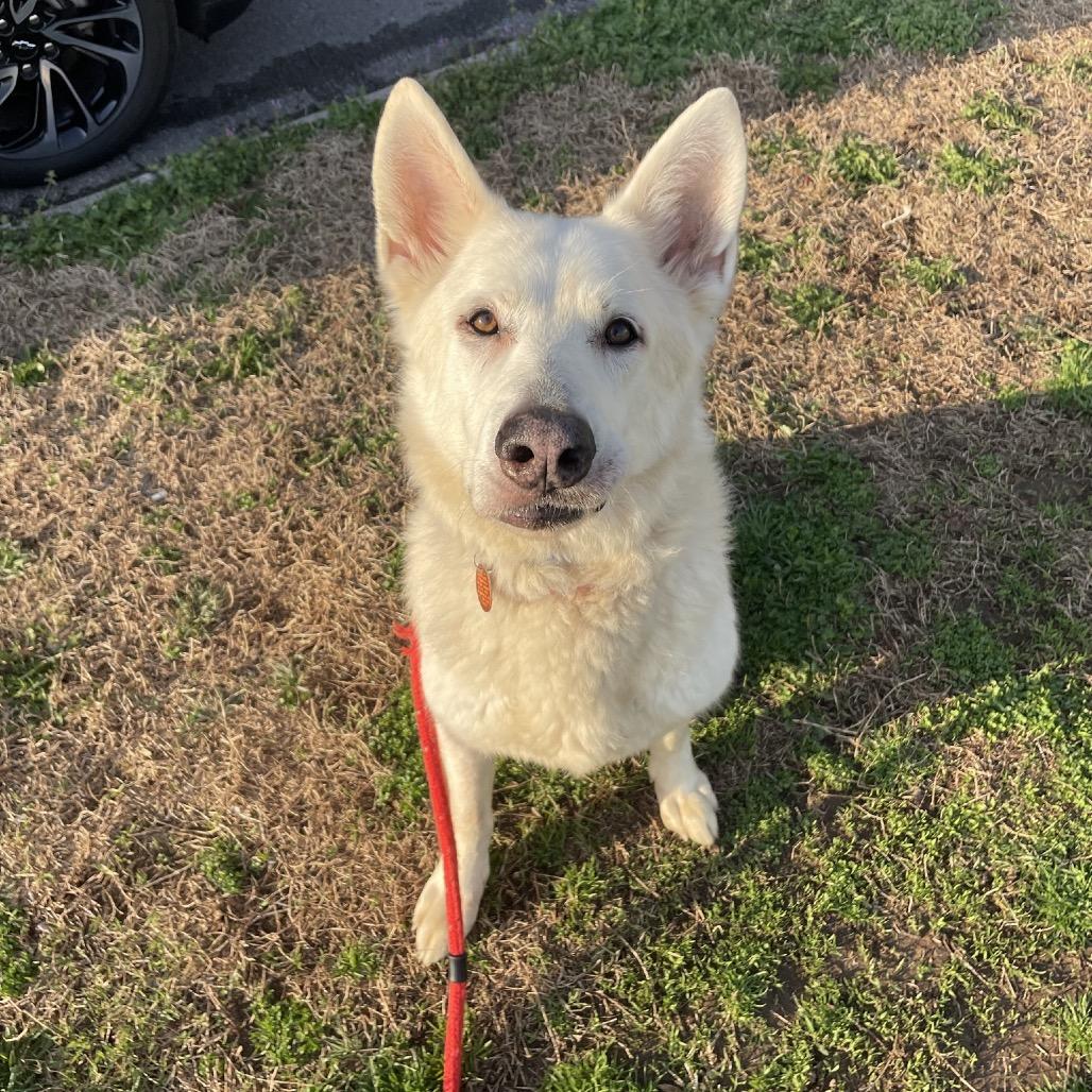 Coda, Adoptable, Senior Male Shepherd.