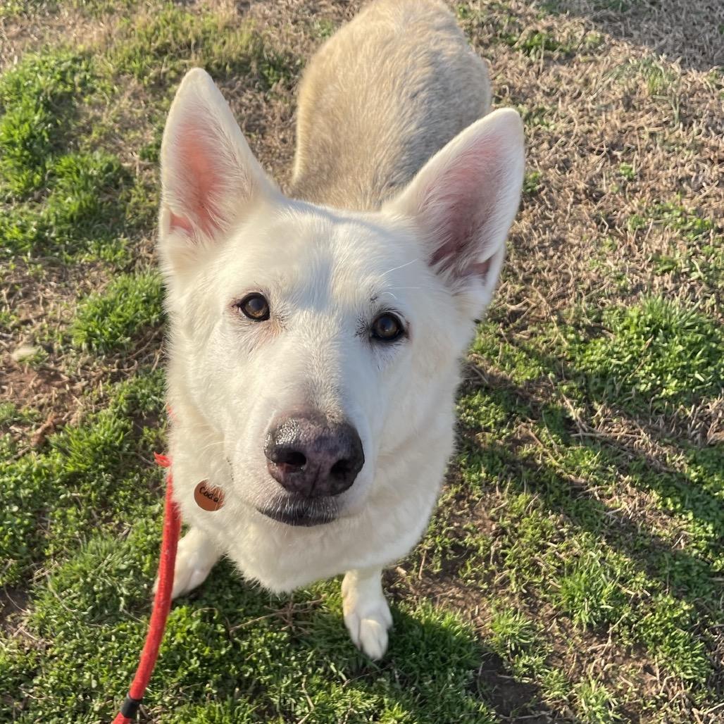 Enlarge Coda, a Adoptable mixed breed in Springfield, MO image 2/6