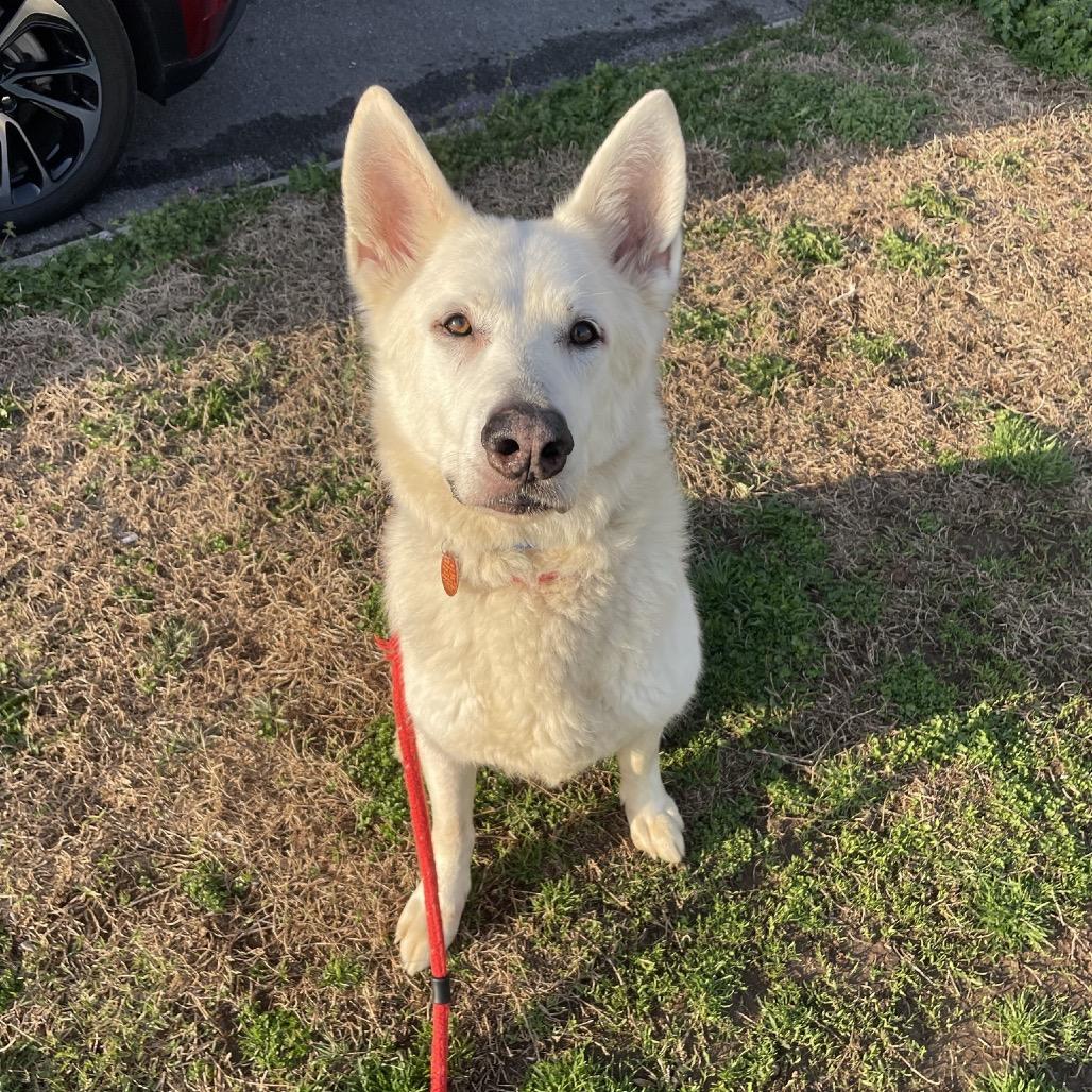 Enlarge Coda, a Adoptable mixed breed in Springfield, MO image 3/6