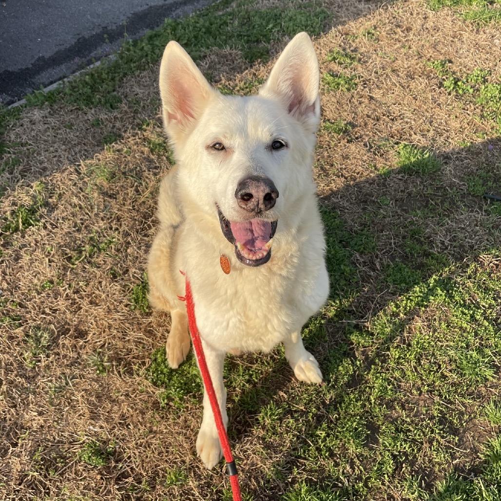 Enlarge Coda, a Adoptable mixed breed in Springfield, MO image 5/6
