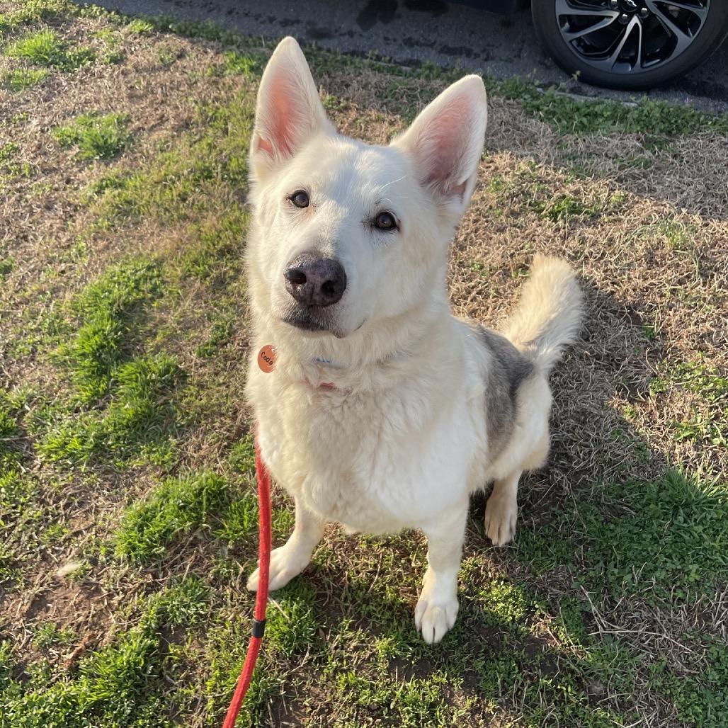 Enlarge Coda, a Adoptable mixed breed in Springfield, MO image 6/6