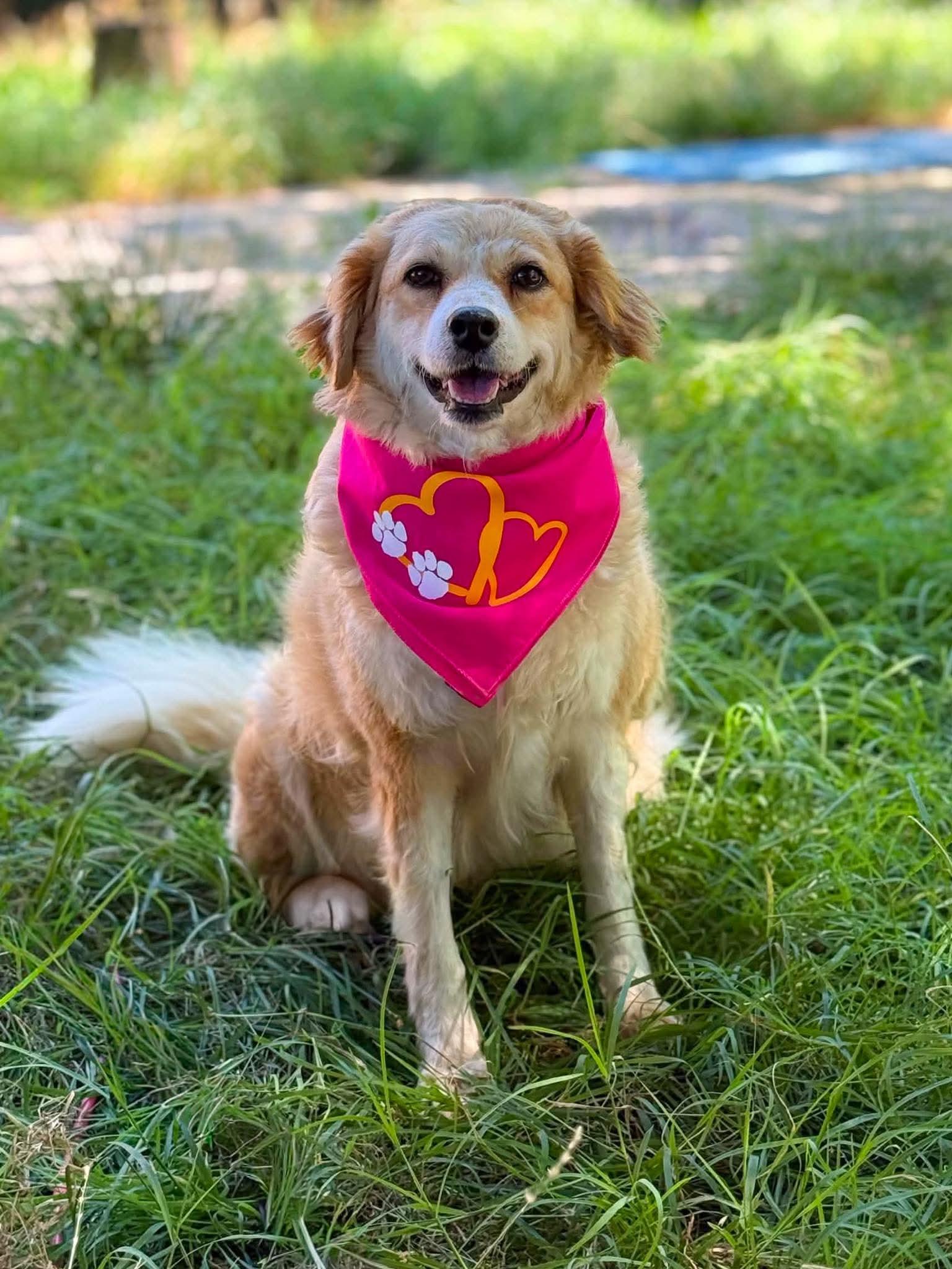 Enlarge Goldie, a Adopted mixed breed in Pearl River, NY image 6/6