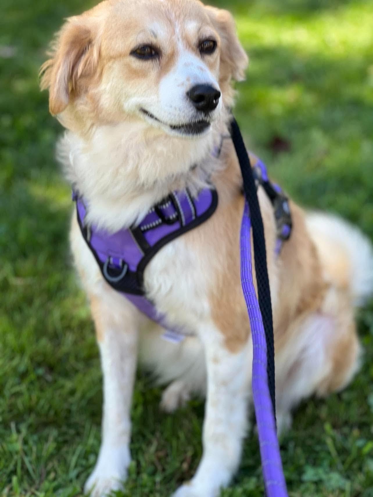 Enlarge Goldie, a Adopted mixed breed in Pearl River, NY image 2/6