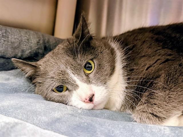 Enlarge LATONA, a Adoptable Domestic Short Hair in Ames, IA image 1/1