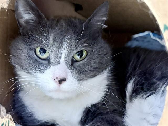 Enlarge LATONA, a Adoptable Domestic Short Hair in Ames, IA image 1/1