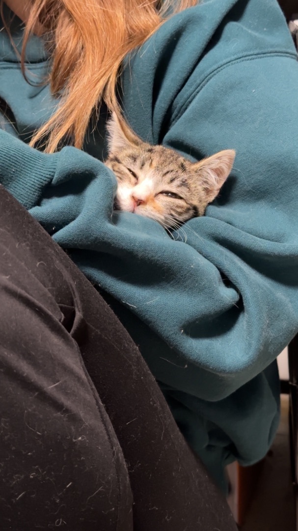Junipurr 2