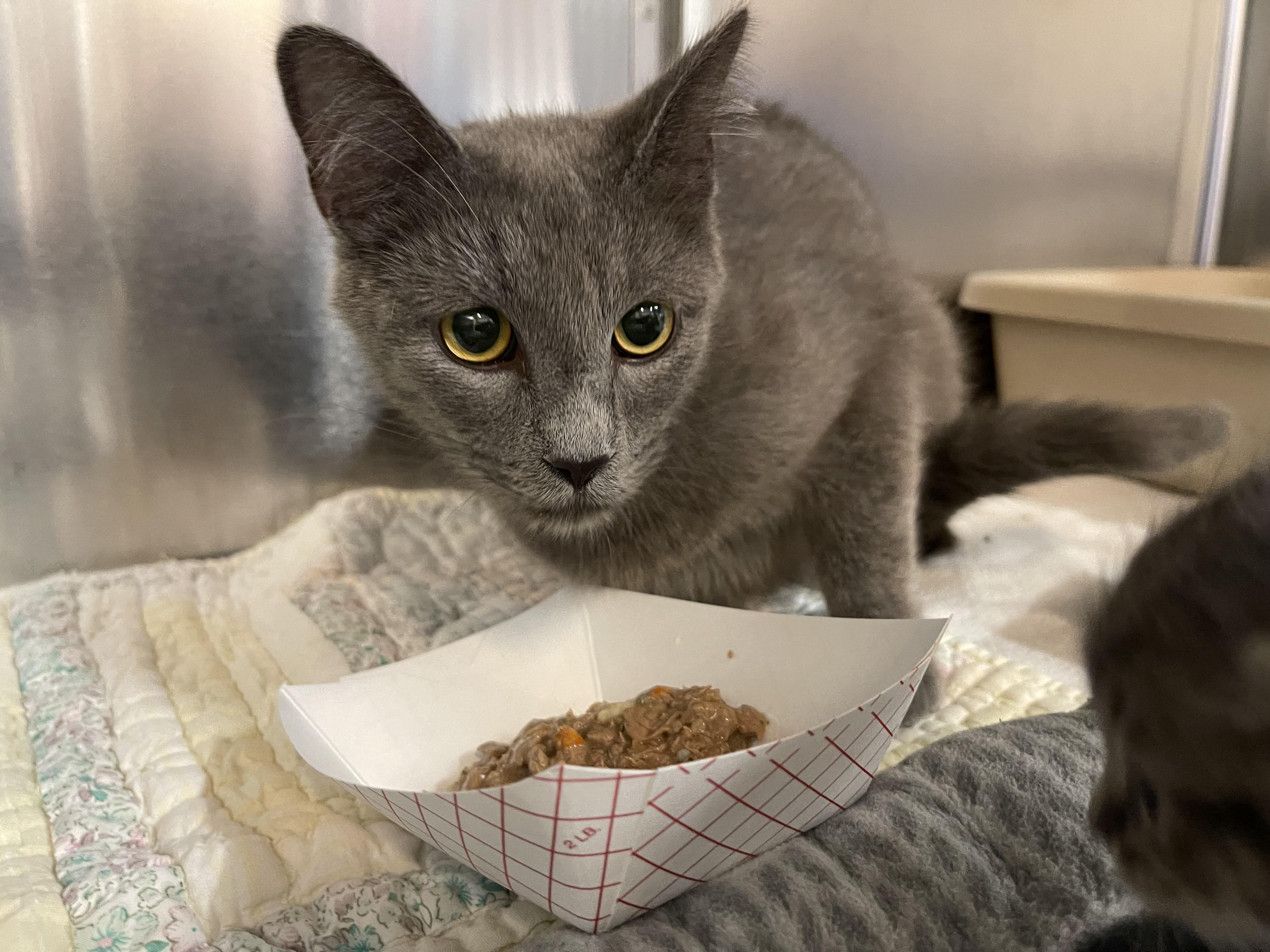 Ms Cobel, Adult Female Domestic Short Hair