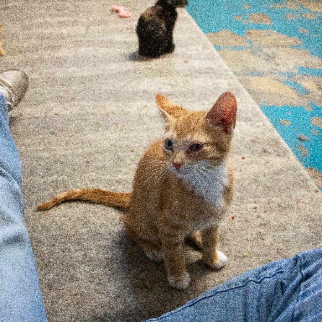 Chad, Adoptable, Young Male Domestic Short Hair.