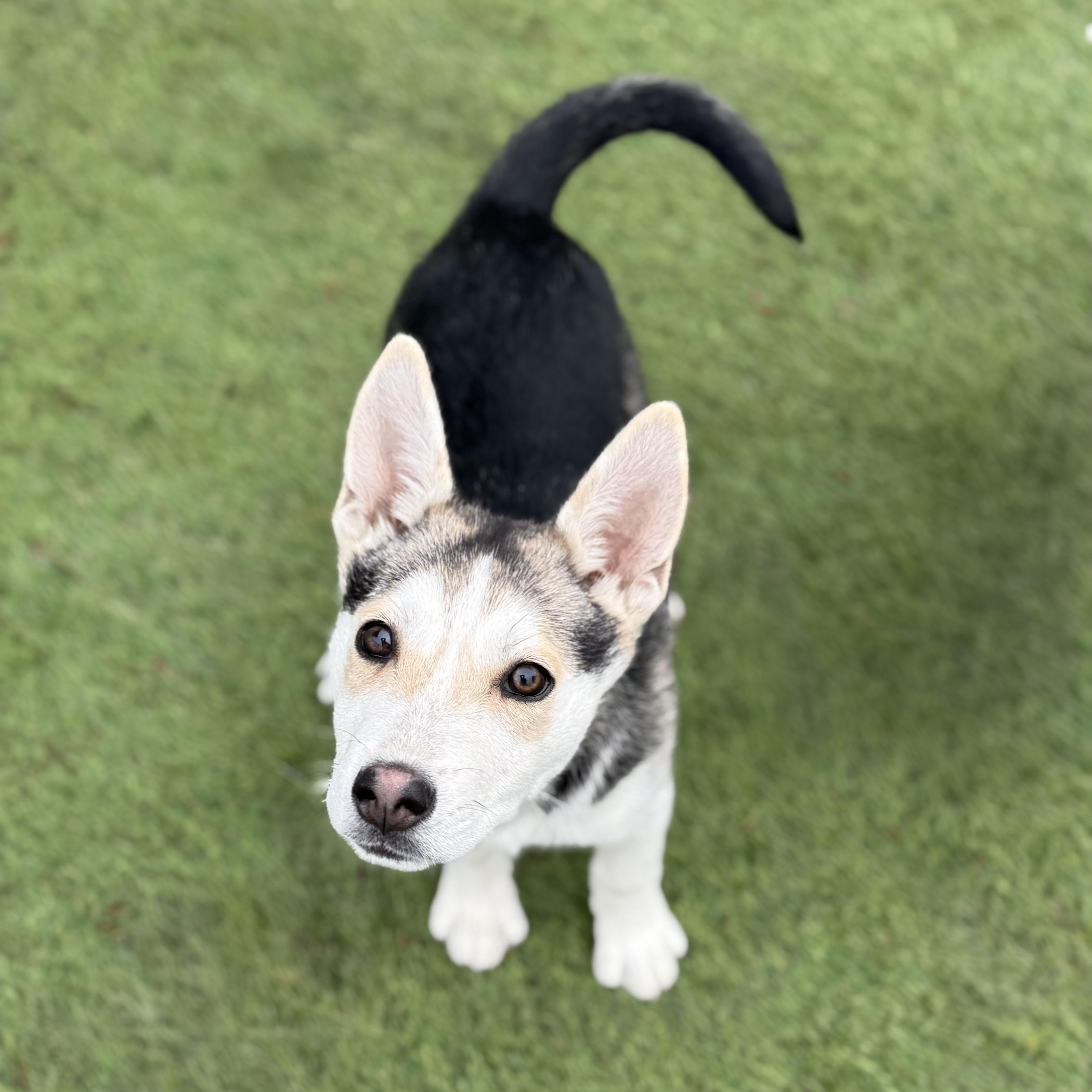 Enlarge Kenai, a Adoptable mixed breed in Glenolden, PA image 3/6