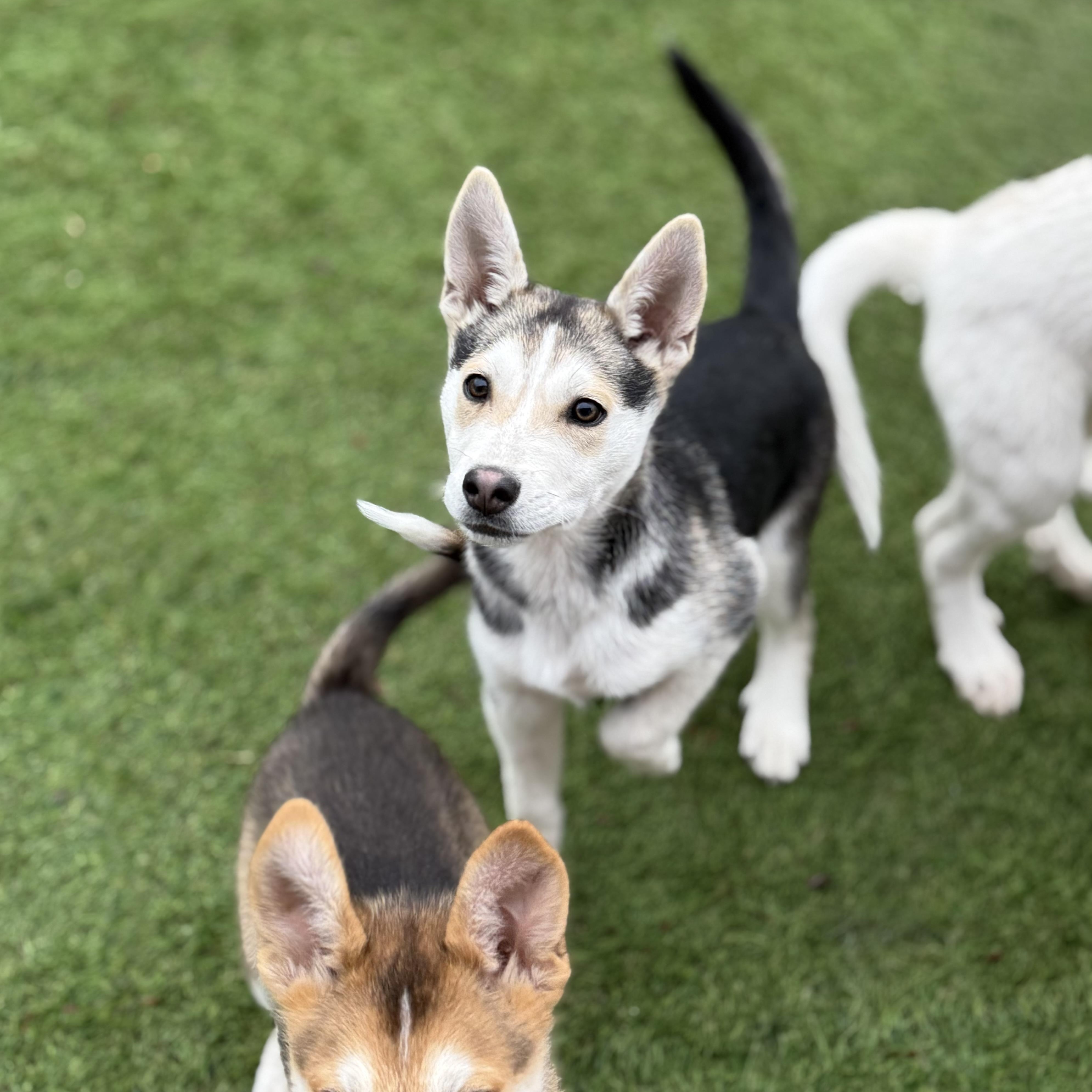 Enlarge Kenai, a Adoptable mixed breed in Glenolden, PA image 2/6