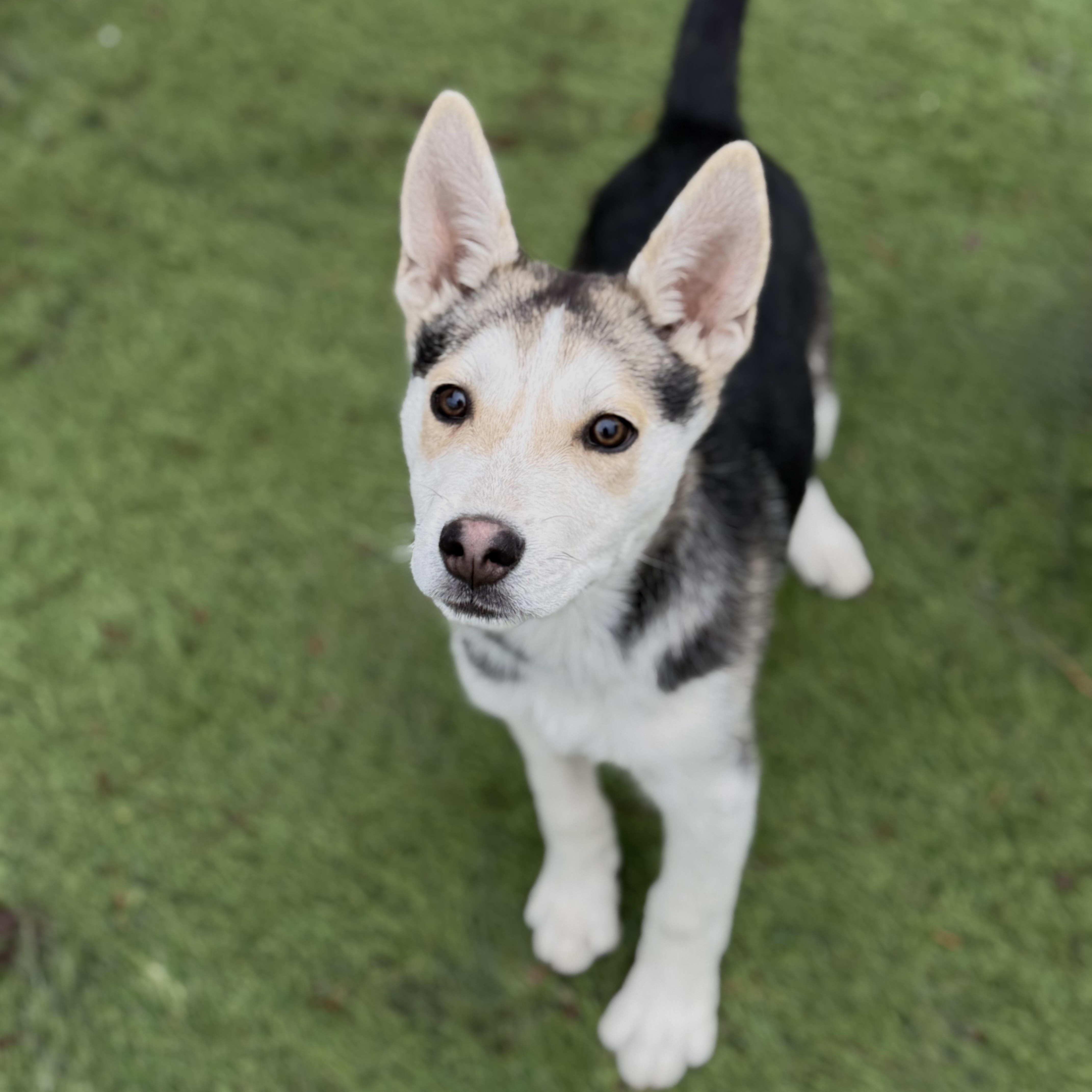 Enlarge Kenai, a Adoptable mixed breed in Glenolden, PA image 1/6