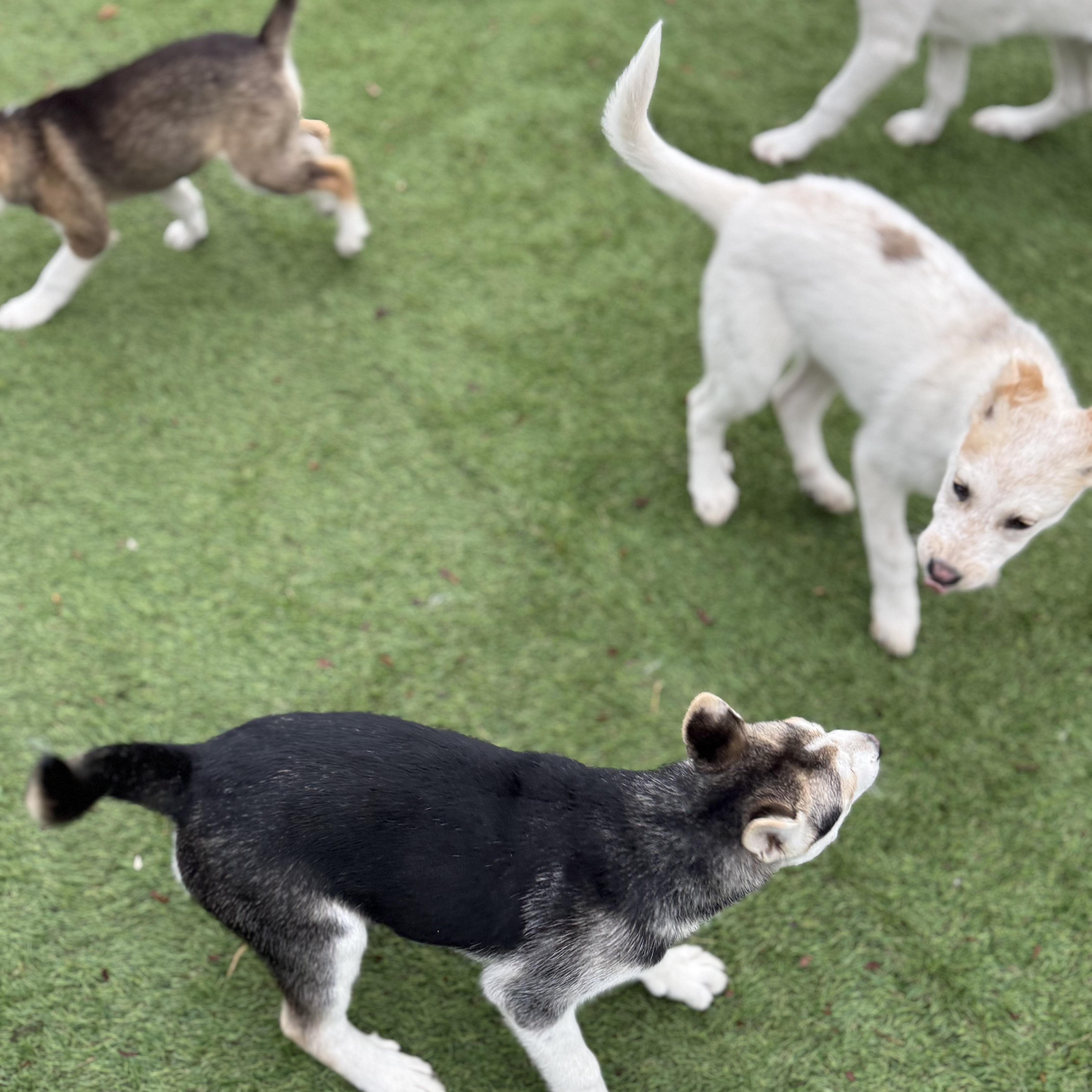 Enlarge Kenai, a Adoptable mixed breed in Glenolden, PA image 4/6