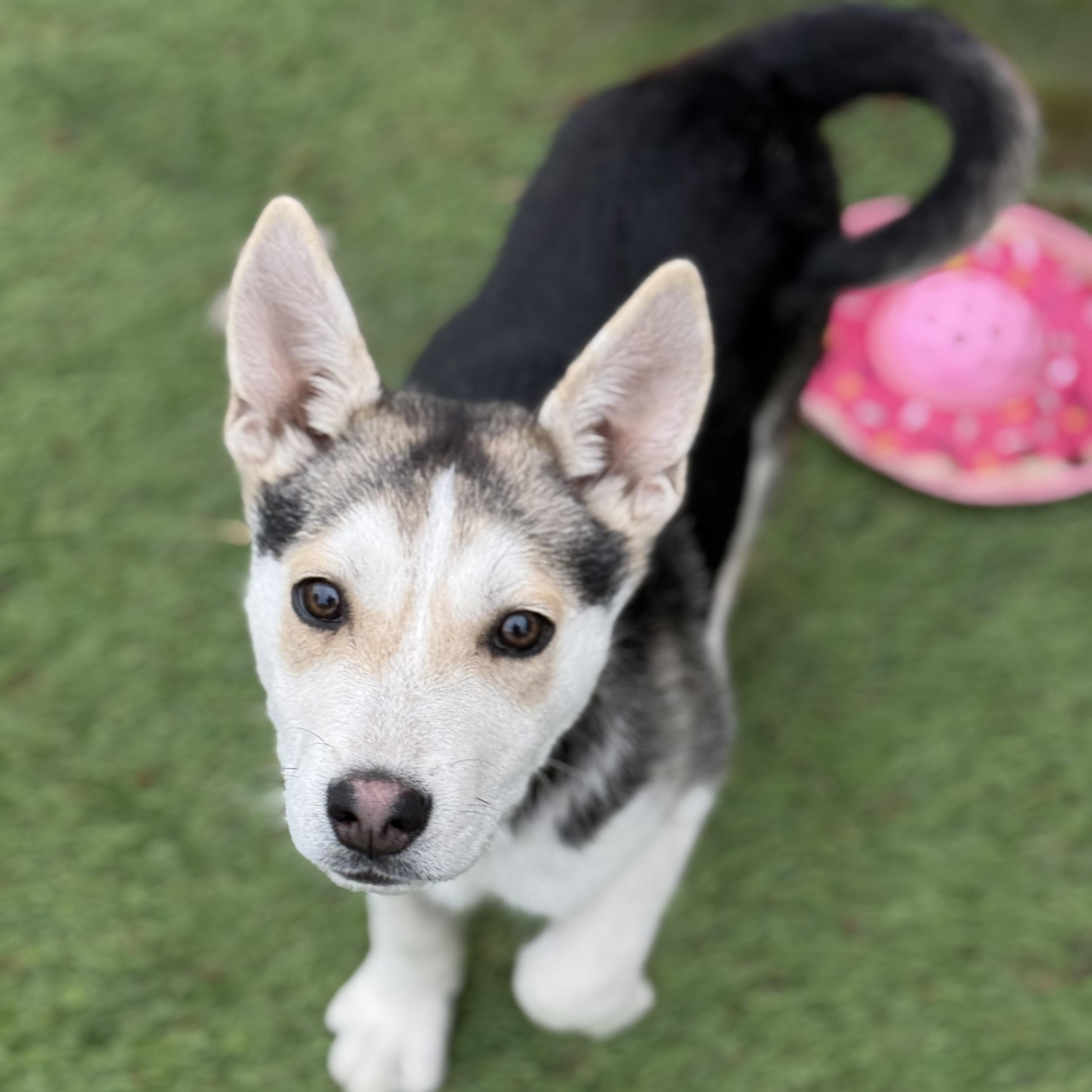 Enlarge Kenai, a Adoptable mixed breed in Glenolden, PA image 5/6