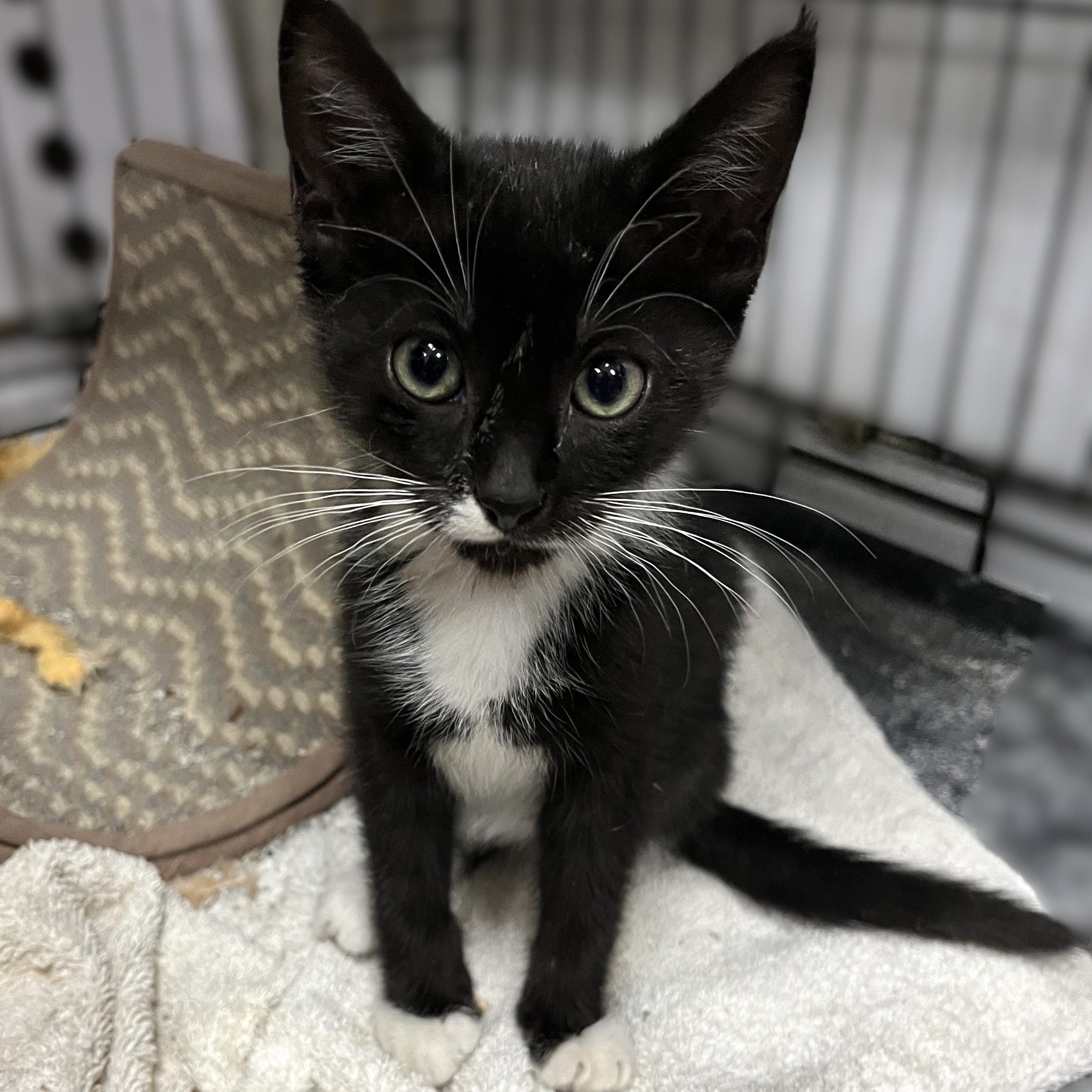 Bonita, an adoptable Domestic Short Hair in Shingletown, CA_image-1