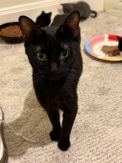 Enlarge Ava, a Adoptable mixed breed in Latham, NY image 2/6