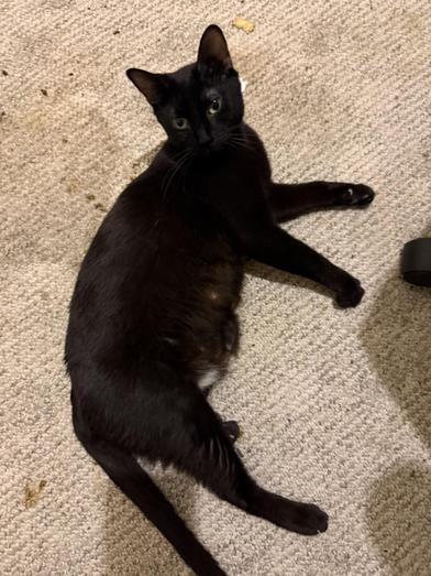 Enlarge Ava, a Adoptable mixed breed in Latham, NY image 6/6