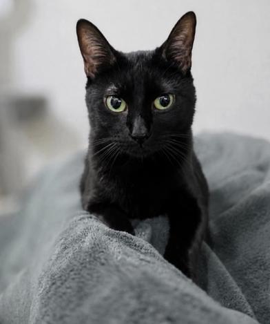 Enlarge Ava, a Adoptable mixed breed in Latham, NY image 3/6
