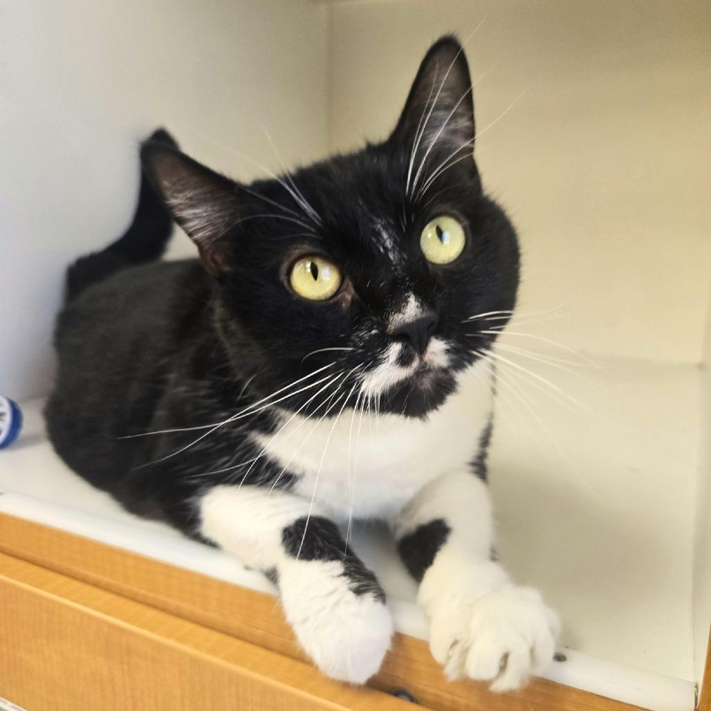Smoosh, Adoptable, Senior Female Domestic Short Hair.