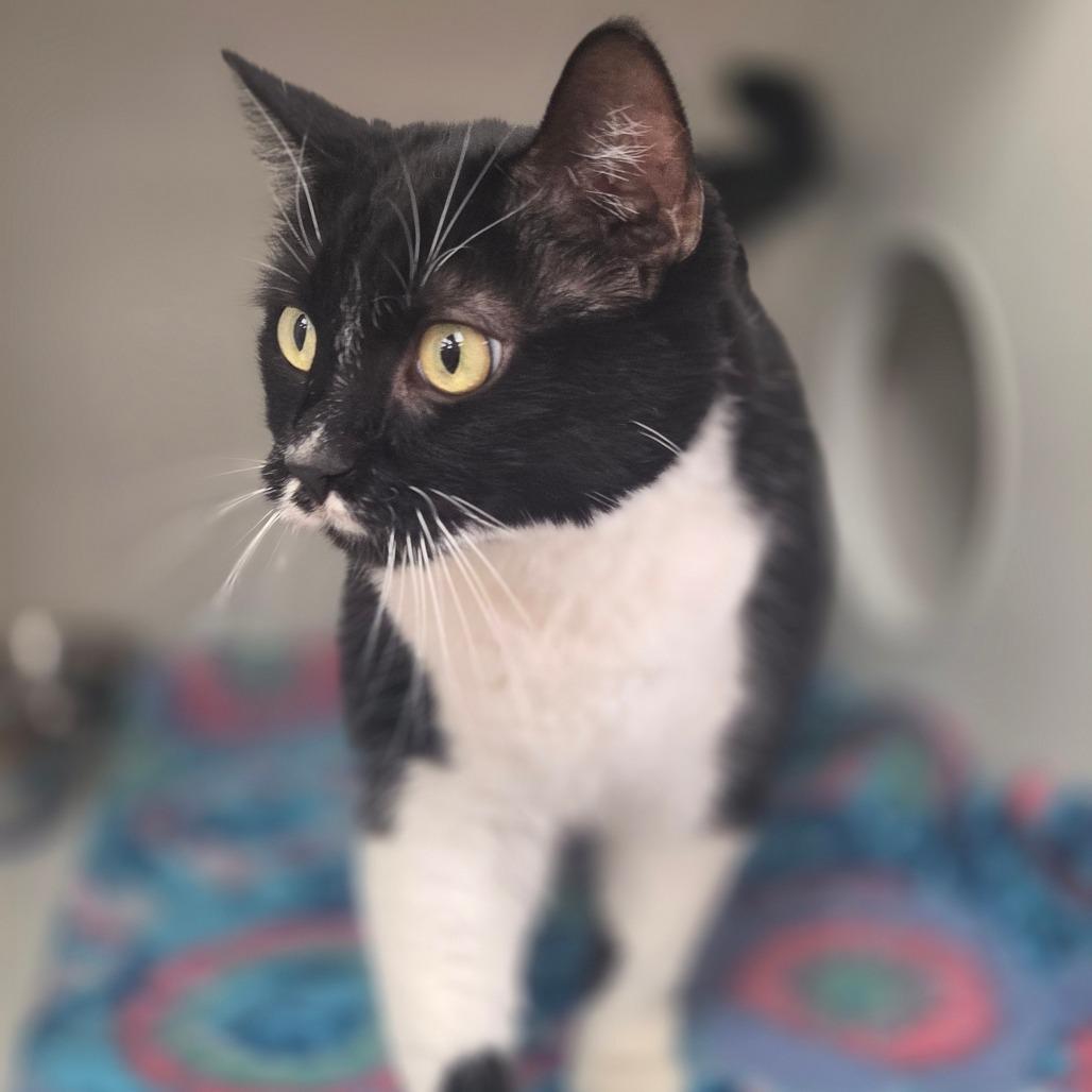 Enlarge Smoosh, a Adoptable Domestic Short Hair in Champaign, IL image 2/4