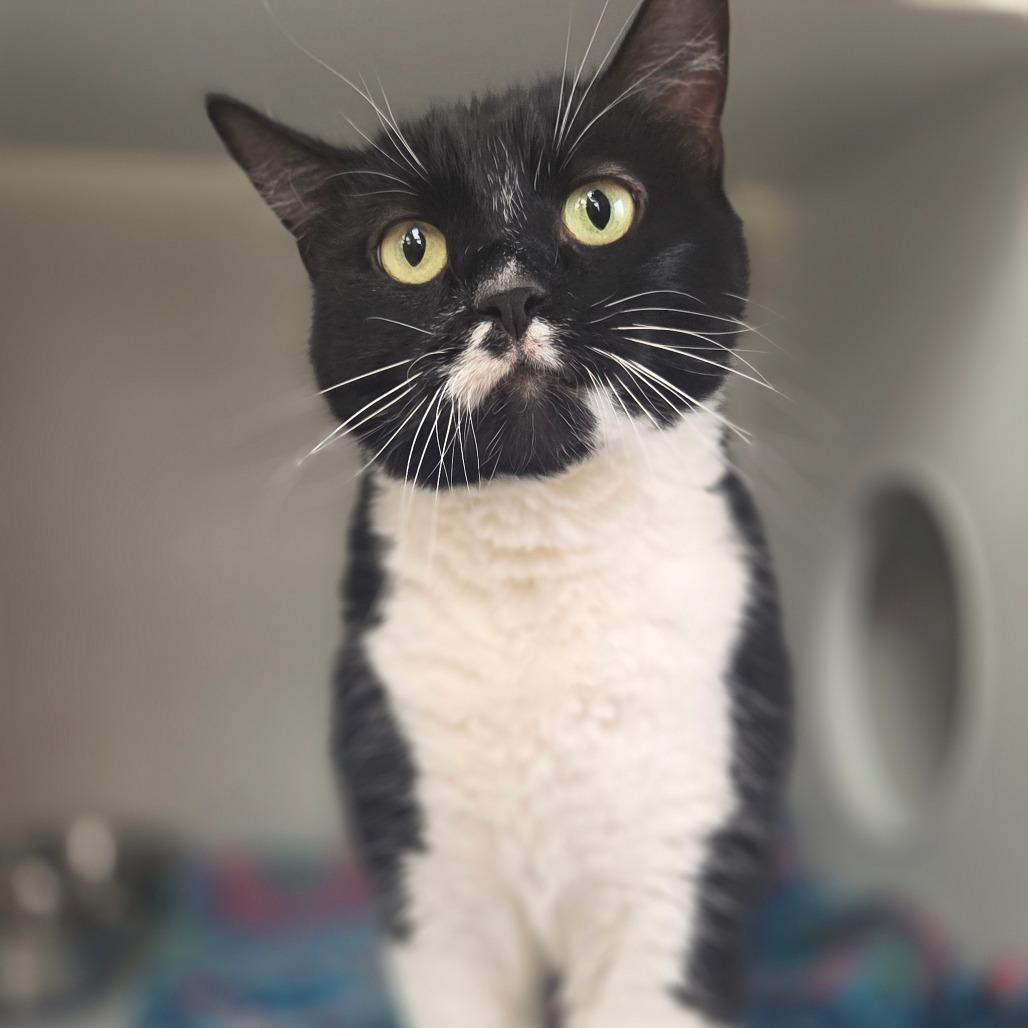 Enlarge Smoosh, a Adoptable Domestic Short Hair in Champaign, IL image 3/4