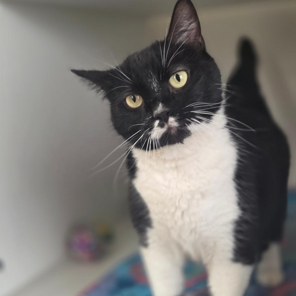 Enlarge Smoosh, a Adoptable Domestic Short Hair in Champaign, IL image 4/4