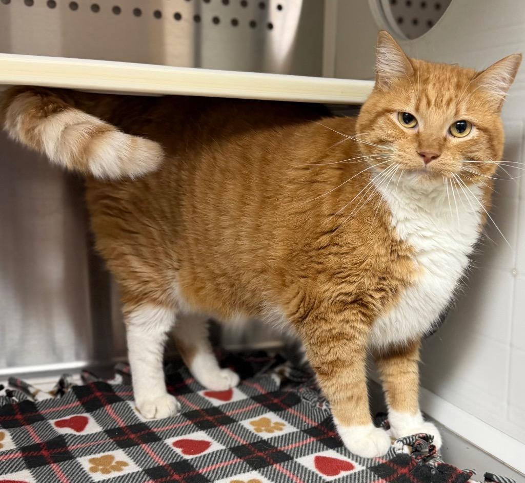Sammie, Adoptable, Adult Male Domestic Short Hair.