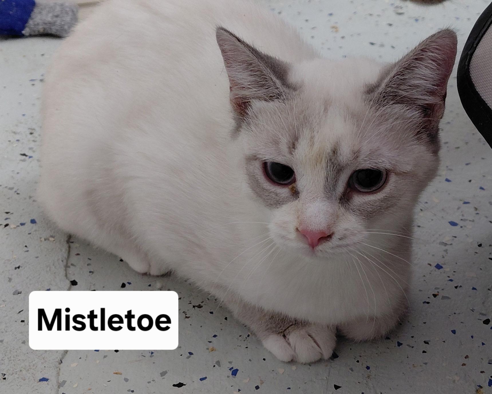 Mistletoe, adopted, Kitten Female Siamese.
