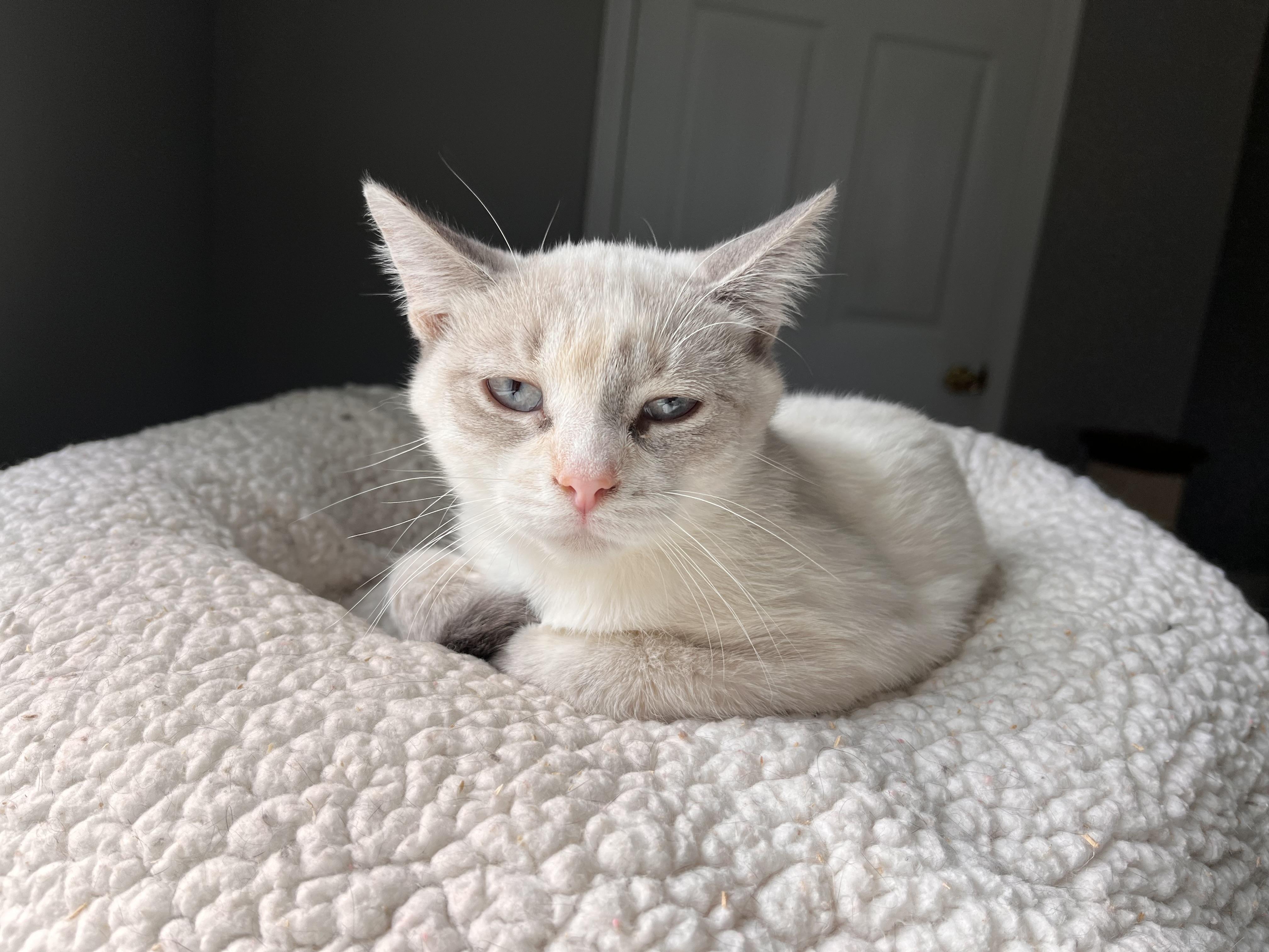 Mistletoe, an adopted Siamese in Landenberg, PA image 3/3