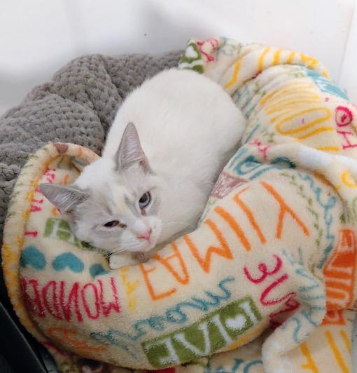Mistletoe, an adopted Siamese in Landenberg, PA image 2/3