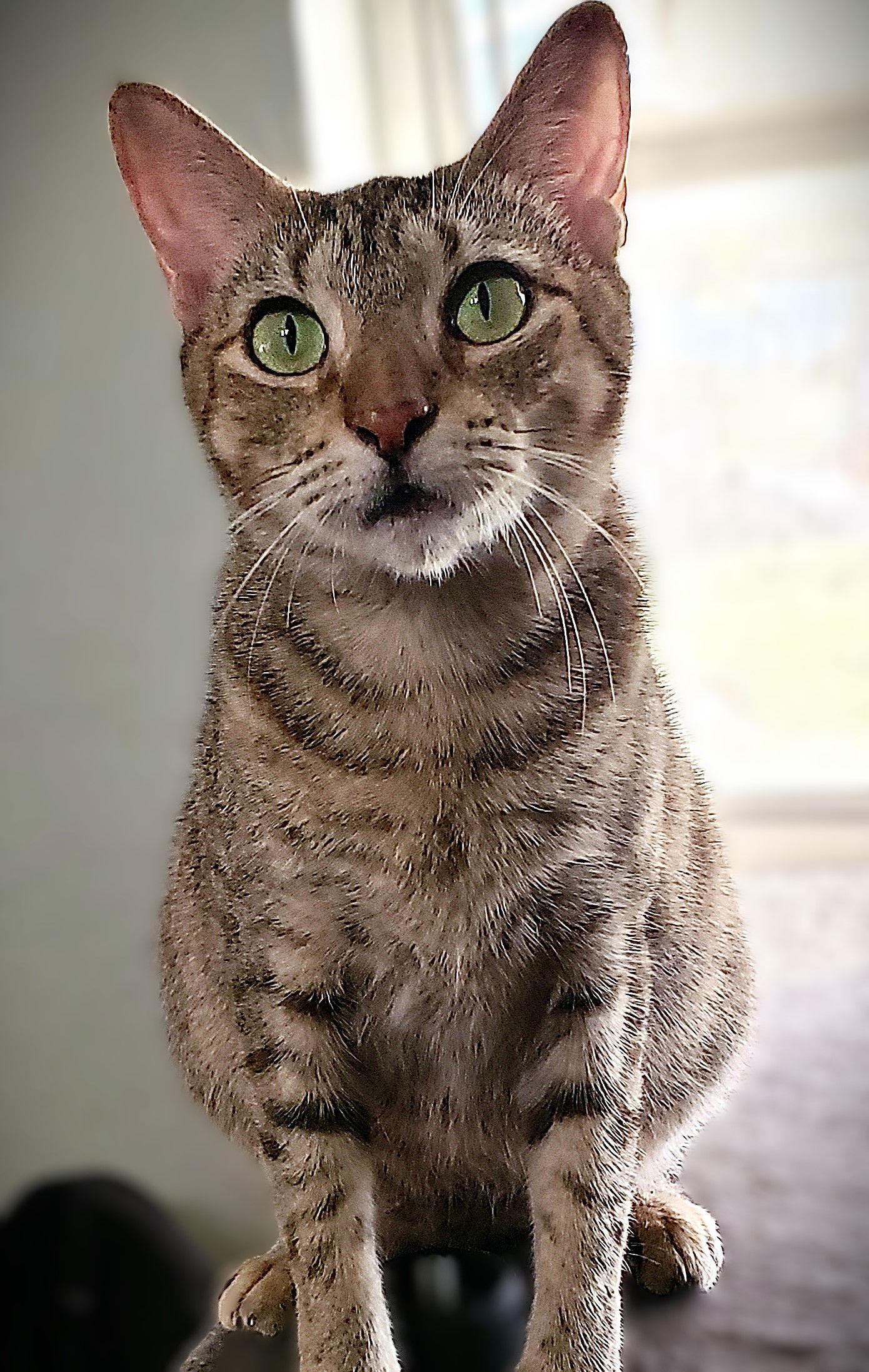 Enlarge Lily, a Adoptable mixed breed in Fort Myers, FL image 1/1